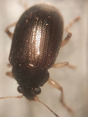 Colaspis interstitialis