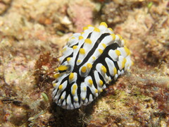 Phyllidia varicosa