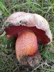 Rubroboletus legaliae