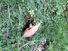 Rubroboletus legaliae