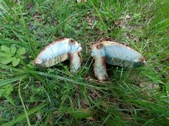 Rubroboletus legaliae