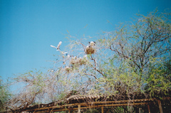Threskiornis aethiopicus