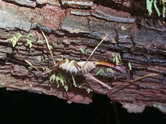 Pachyrhamma acanthocerum