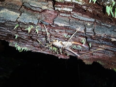 Pachyrhamma acanthocerum