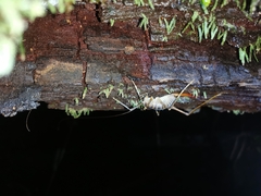 Pachyrhamma acanthocerum