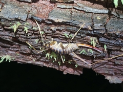 Pachyrhamma acanthocerum