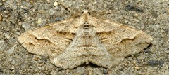 Syneora fractata