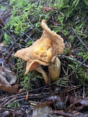 Craterellus ignicolor