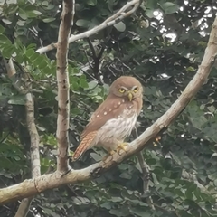 Glaucidium brasilianum