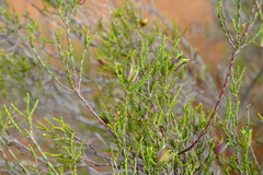 Diosma ramosissima