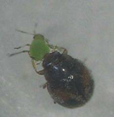 Scymnus latemaculatus