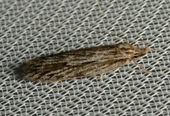 Anomozancla
