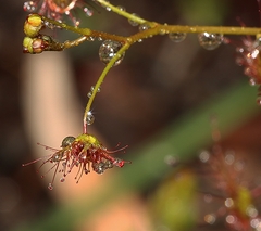 Drosera auriculata