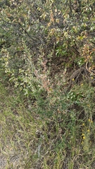 Cercocarpus