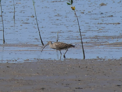 Numenius madagascariensis