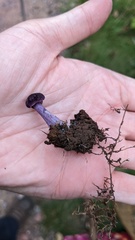 Entoloma violaceum