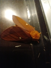 Anisota virginiensis