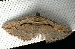 Chrysolarentia plagiocausta