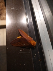 Anisota virginiensis