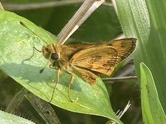 Taractrocera archias
