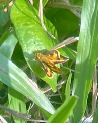 Taractrocera archias