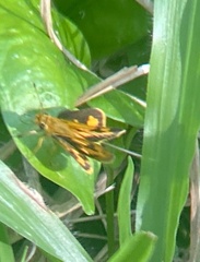 Taractrocera archias