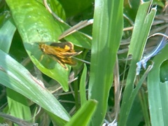 Taractrocera archias