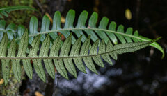 Blechnum attenuatum