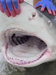 Negaprion brevirostris