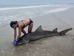 Negaprion brevirostris