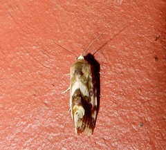 Acontiini
