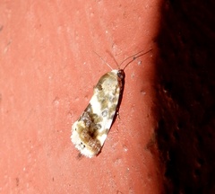 Acontiini