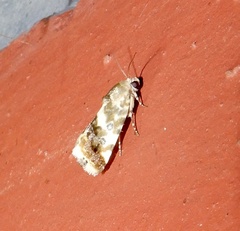 Acontiini