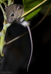 Melomys capensis