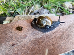 Helicarion cuvieri