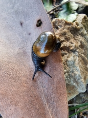 Helicarion cuvieri