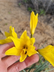 Zephyranthes bagnoldii