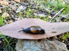 Helicarion cuvieri