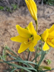 Zephyranthes bagnoldii