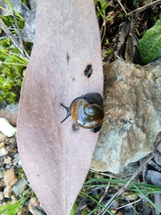 Helicarion cuvieri