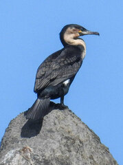 Phalacrocorax carbo lucidus