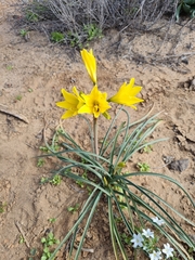 Zephyranthes bagnoldii