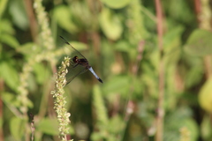 Erythrodiplax basifusca