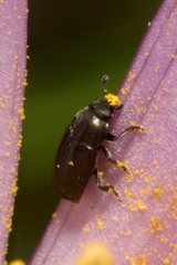 Meligethinae