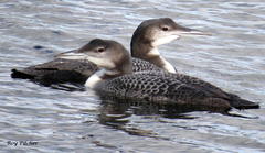 Great Northern Diver photo 6