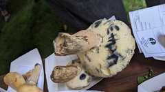 Gyroporus cyanescens