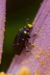 Meligethinae
