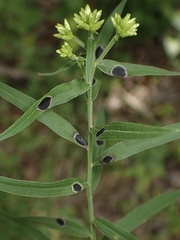 Asteromyia euthamiae