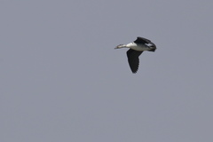 Sarkidiornis melanotos