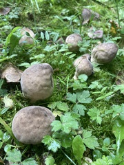Lycoperdaceae